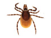 Ixodes spinipalpis BOLDSystems.jpg