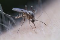 Aedes sierrensis iNaturalist.jpg