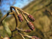 Alnus glutinosa JuliaKruse.jpg