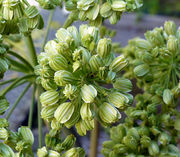 Fruits of Angelica archangelica L. subsp. archangelica (photo Andrea Moro 2015)