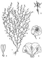 Linedrawing Evolvulus alsinoides.gif