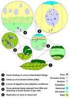 Npv-life cycle-en.jpg