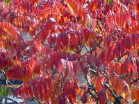 Rhus en automne.jpg