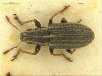 Sitona lineatus PaDIL135599a.jpg