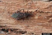 Amorbus obscuricornis IPM5401452.jpg