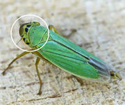 Cicadella viridis2.jpg