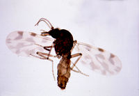 Culicoides-imicola.jpg