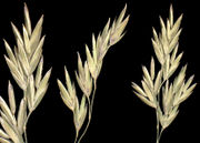 Poa hybrida Gaudin – Morphology