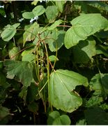 Catalpa bignonioides Walter