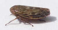 Euscelis lineolatus Flickr.jpg