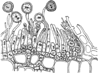 Gymnosporangium Gaeumanni Zogg. Abb0992 (Gäumann 1959, Rostpilze Mitteleuropas).png