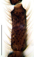 Leptosciarella ironica Antenna PT.jpg