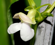 2011-07-25 21-30-17-flower.jpg