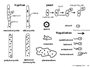 Abb1.5 Fungi cellular organisation hypha yeast spore amoeba plasmodium flagellation opisthokont 2021 (M. Piepenbring).svg
