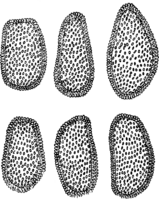 Coleosporium inulae Rabh. Abb0103 (Gäumann 1959, Rostpilze Mitteleuropas).png