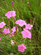 Dianthus deltoides JuliaKruse.jpg