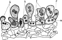 Hyalopsora Aspidiotus (Pk.) Magn. Abb0027 (Gäumann 1959, Rostpilze Mitteleuropas).png