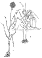 Linedrawing Allium ampeloprasum.gif