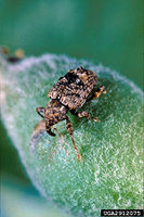 Plum Curculio adult.jpg