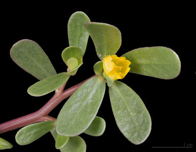 Portulaca oleracea MHNT.jpg