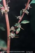 Amaranthus spinosus IPM5374129.jpg