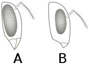 Anthophora vs. Bombus face