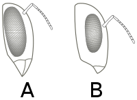 Antohphora vs. Bombus face.svg