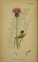 Cirsium tuberosum.jpg