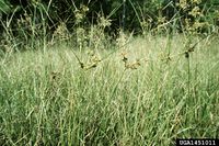 Cyperus entrerianus IPM1451011.jpg