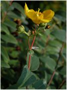 Hypericum