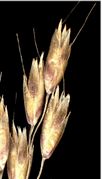 Spikelets of Deschampsia flexuosa (L.) Trin. (×4,5; photo Andrea Moro 2004)