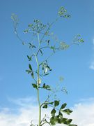 Habit of Pastinaca sativa L. subsp. sativa (photo Andrea Moro 2005)