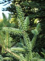 Abies pinsapo Boiss. – Photo: Andrea Moro 2007, Dryades TSB40141.jpg