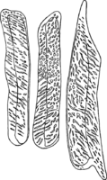 Gymnosporangium confusum Plowr. Abb1007b (Gäumann 1959, Rostpilze Mitteleuropas).png