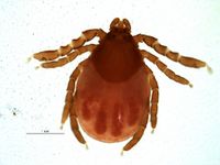 Ixodes angustus BOLDSystems.jpg