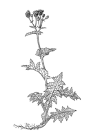 Linedrawing Sonchus oleraceus.gif