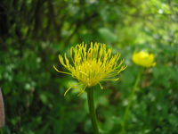 Trollius europaeus JuliaKruse 2.jpg