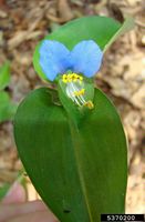 Commelina communis IPM5370200.jpg