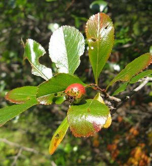 Crataegus crus galli 3.jpg