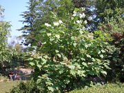 Catalpa bignonioides Walter