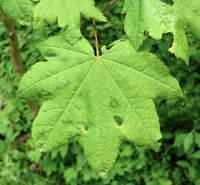 Acer japonicum Thunb. – Photo: Andrea Moro 2008, Dryades TSB54564.jpg