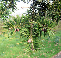 Abies homolepis Siebold & Zucc. – Photo: Andrea Moro 2009, Dryades TSB63561.jpg