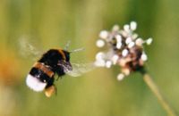 Hummel und spitzwegerich.jpg