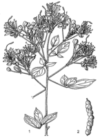 Linedrawing Maerua triphylla.gif