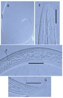 Xiphinema pachtaicum Zookeys 2015.jpg