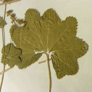 Alchemilla glabra herbarium (05).jpg