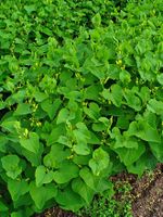 Aristolochia clematitis 001.JPG