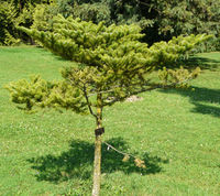 Abies firma Siebold & Zucc. – Photo: Andrea Moro 2008, Dryades TSB57031.jpg