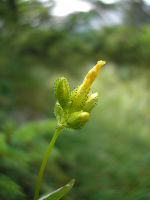 Hypericum montanum JuliaKruse 1.jpg