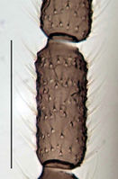 Leptosciarella atricha Antenna KH5902.jpg